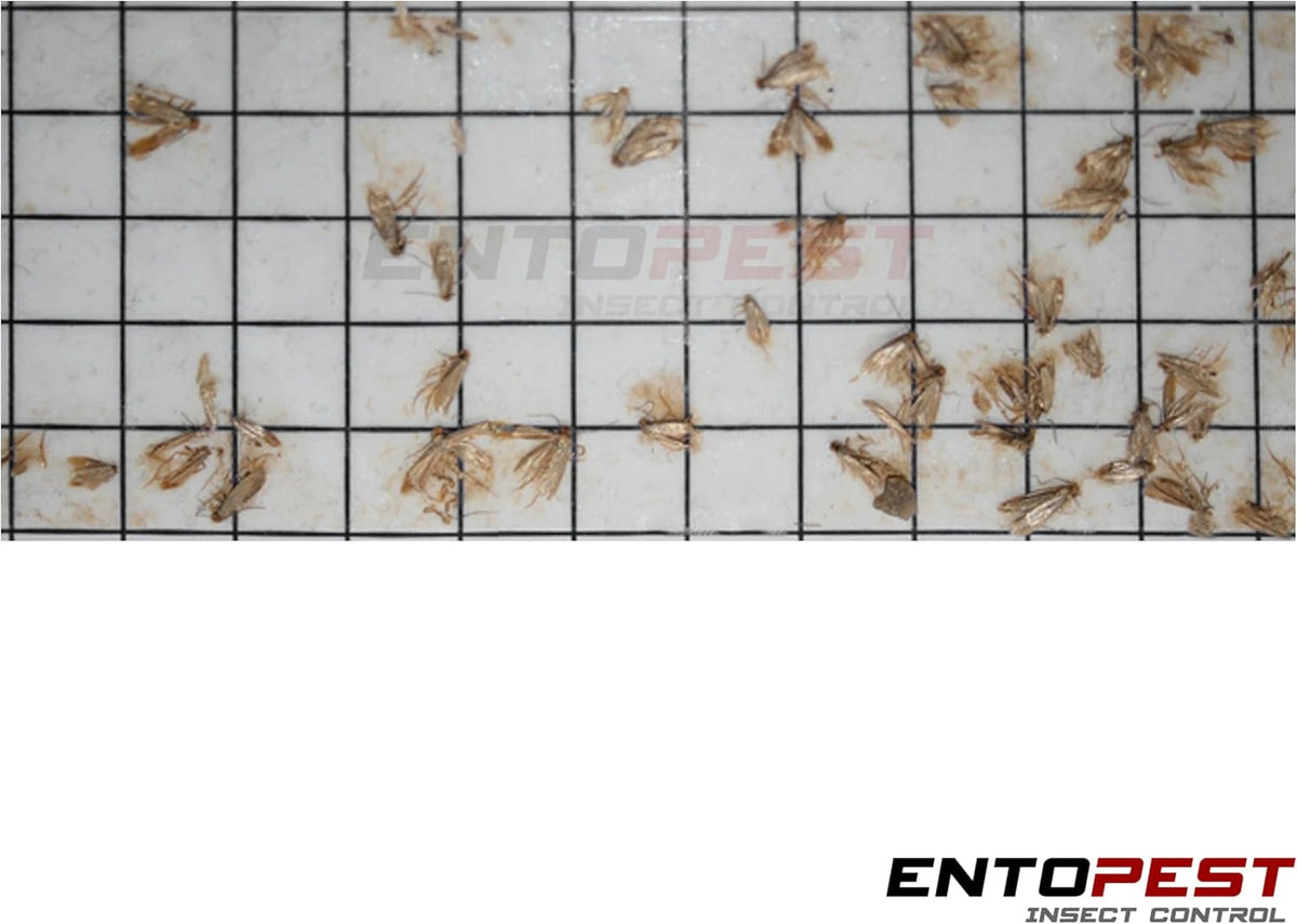 Entopest 10-Pack Clothes Moth Monitoring Traps