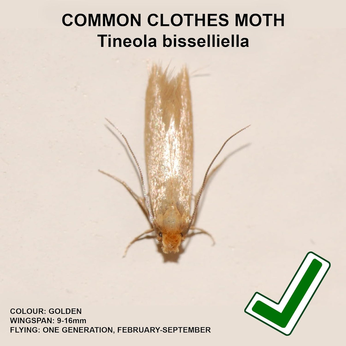Entopest 10-Pack Clothes Moth Monitoring Traps