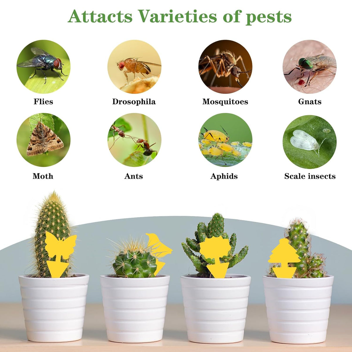 aonova Fruit Fly Traps