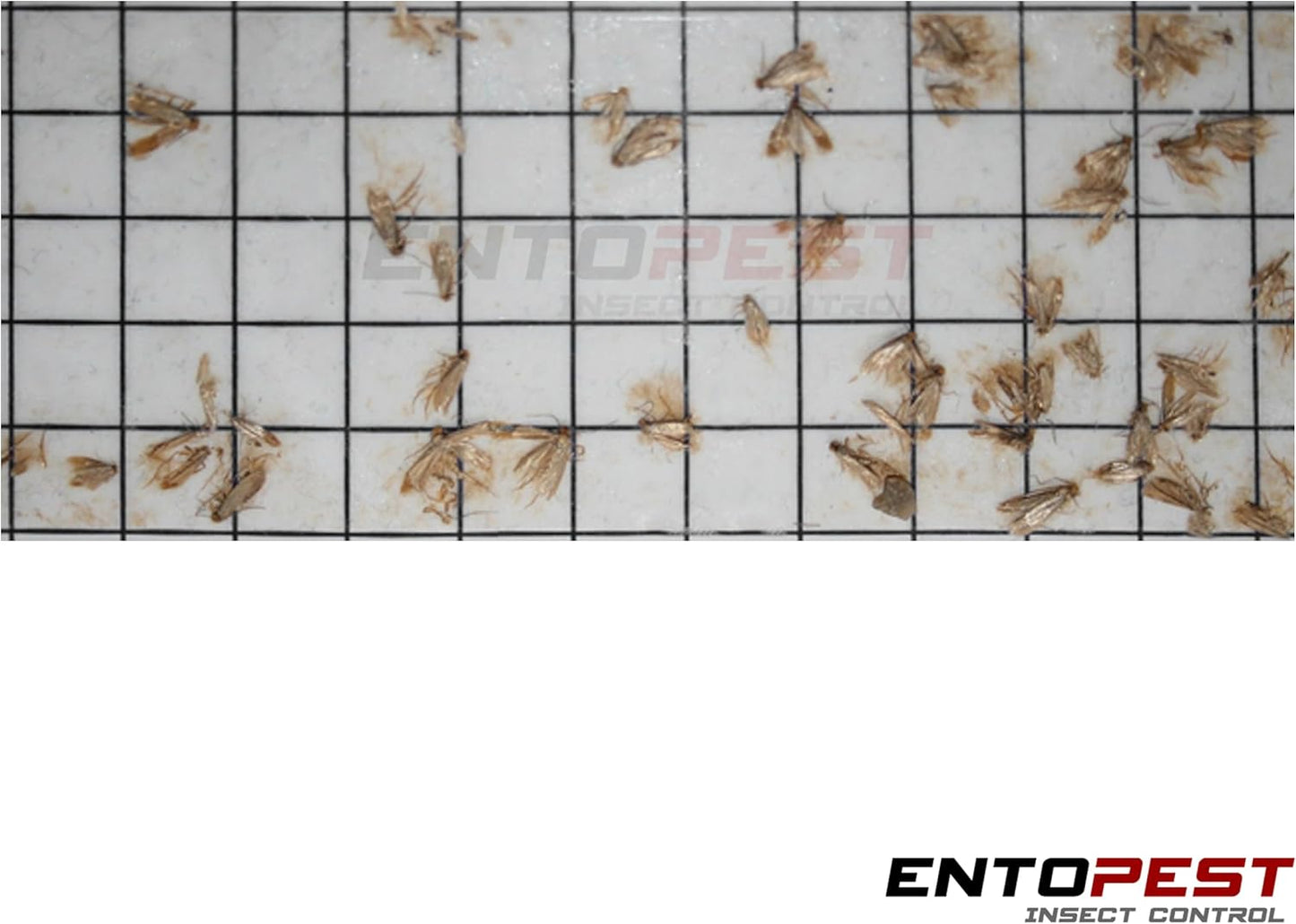 Entopest 10-Pack Clothes Moth Monitoring Traps – Refill for Room & Wardrobe Hanger Units – For Detection of Tineola bisselliella
