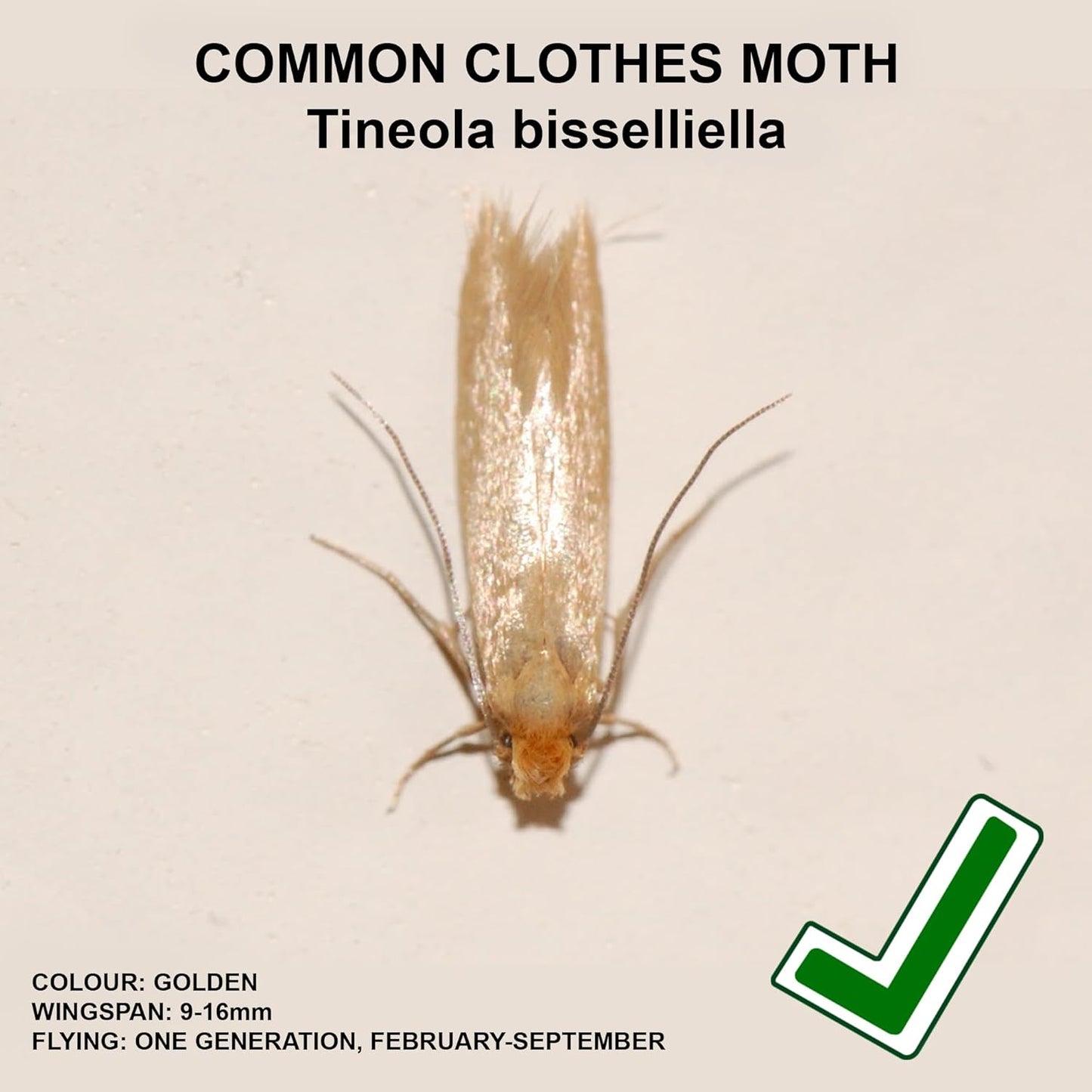 Entopest 10-Pack Clothes Moth Monitoring Traps – Refill for Room & Wardrobe Hanger Units – For Detection of Tineola bisselliella