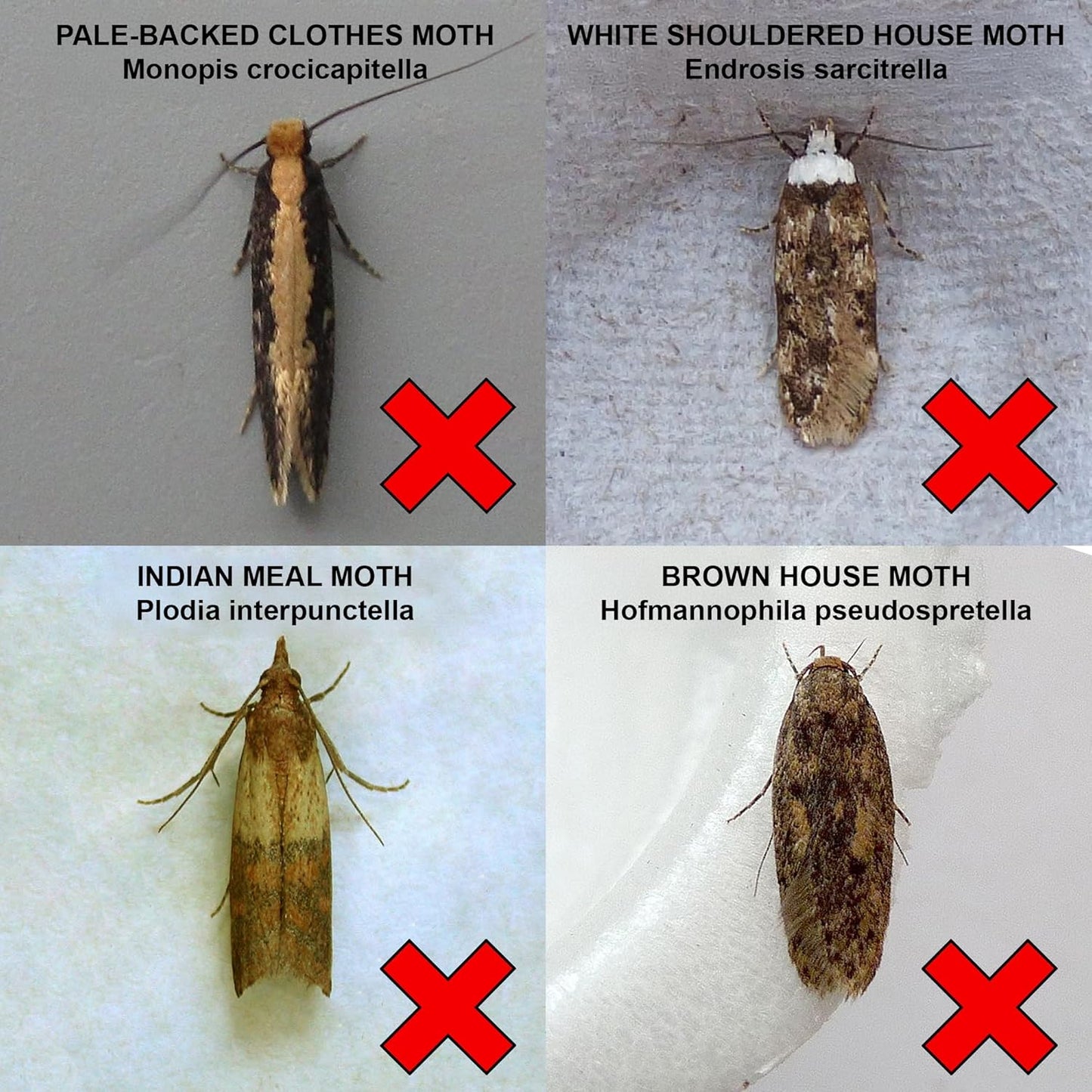 Entopest 10-Pack Clothes Moth Monitoring Traps – Refill for Room & Wardrobe Hanger Units – For Detection of Tineola bisselliella